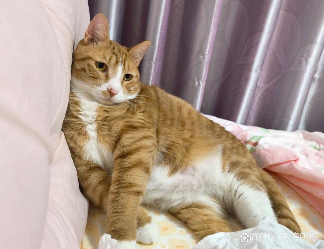 10分特严1分特松你会给比卢普斯打几分?小杨:8、9分 他场下很好